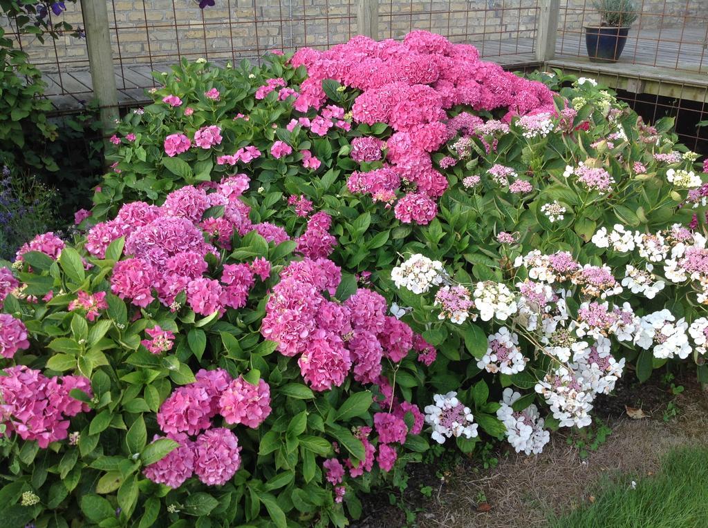 Sønderborg Bogebjerggard Bed & Breakfast المظهر الخارجي الصورة